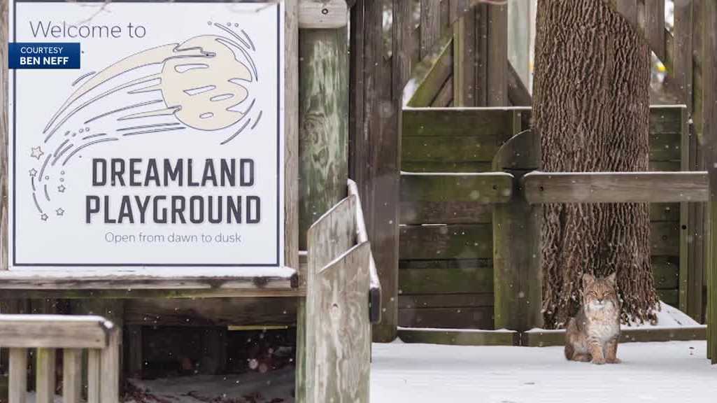 Officials say bobcat seen in Conrad poses little risk