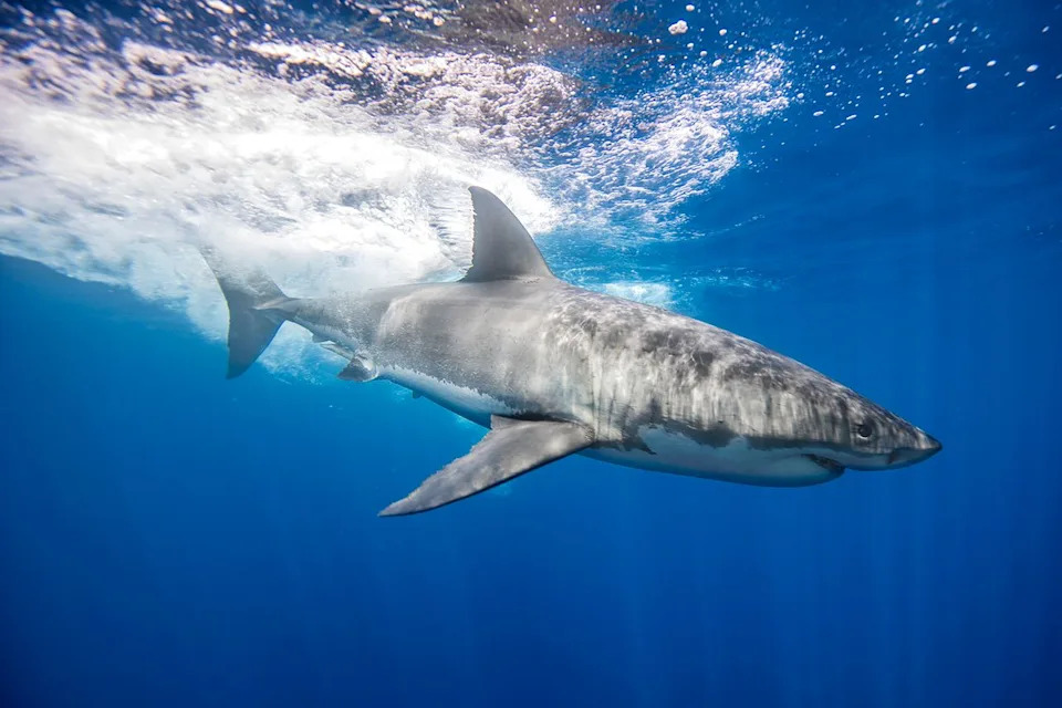 Stock image of a great white shark Getty