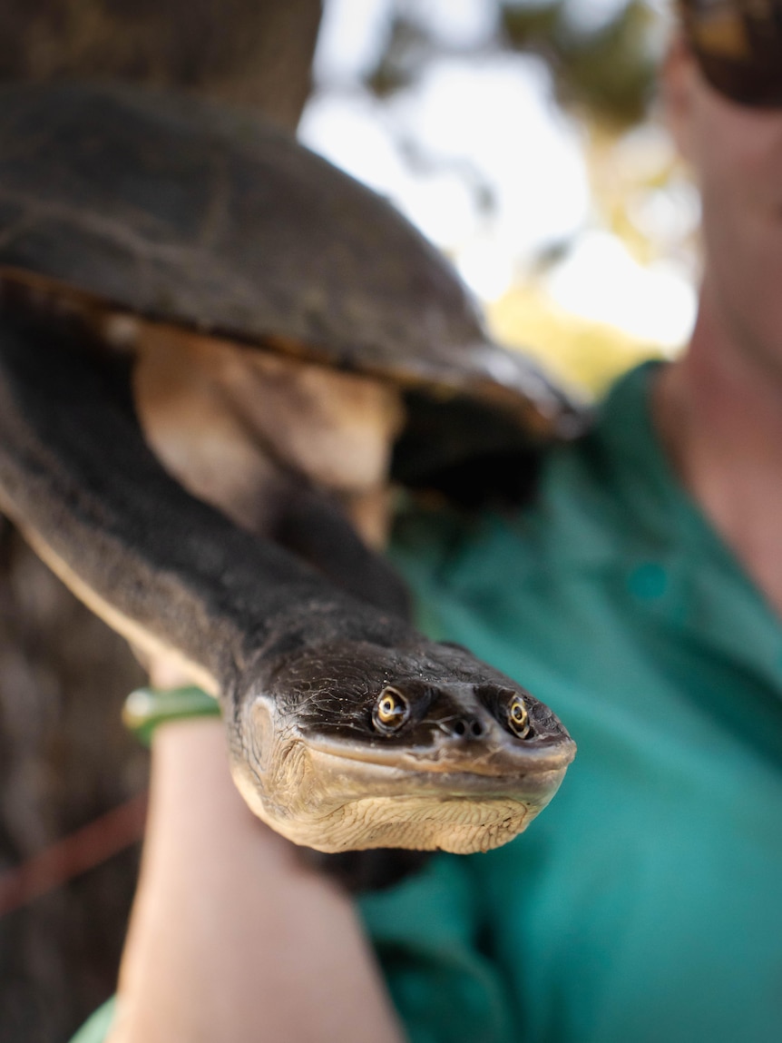 A large turtle with a long neck being held up by a woman