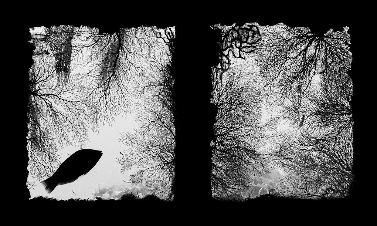 Black and white photo of a fish silhouetted in the frame of a underwater wreck