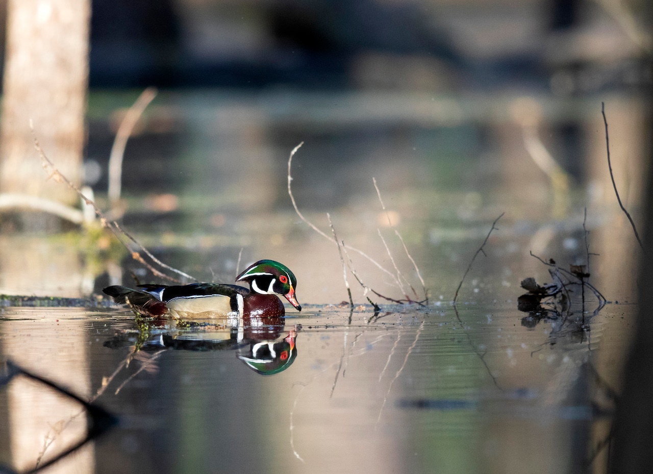 Wood duck drake in a wooded swamp