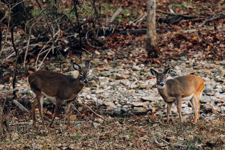 Two of many local deer graze on the banks of Maidens Choice Run, which cuts through the forest beside the Collins Streamside Community in Baltimore, MD on Thursday, Dec. 5, 2024.