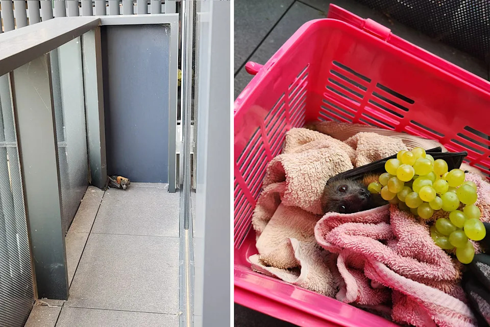 Left: A trapped flying fox on an Abbotsford balcony. Right: The flying fox in a pet carrier, covered by a towel and eating grapes.
