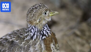 Plains-wanderer recorded for first time on outback Queensland cattle station