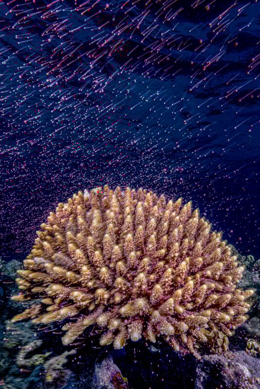 A close-up underwater view of a coral colony releasing pinkish eggs and sperm into the dark blue water, with particles drifting upward in the current.