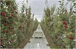 A photo of a commercial apple orchard taken on Oct. 28th, 2024 at Allan Brothers Orchard in Prosser, Washington. Engineers at Washington State University have designed an apple-picking robot arm that will work with this kind of modern orchard configuration.