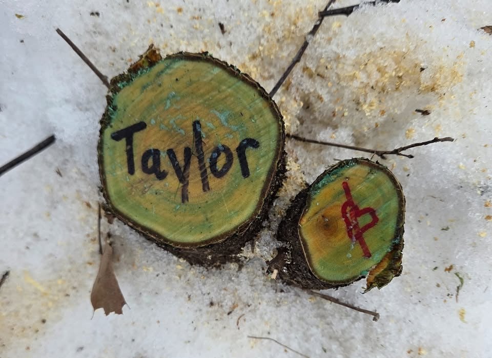 Two tree stumps on snow; one has Taylor written in black marker, the other has a red symbol or letter marked on its cut surface.