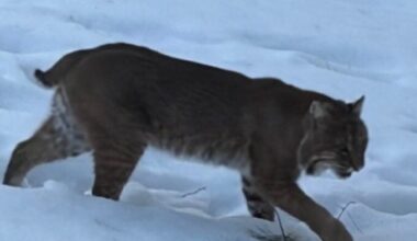 Greater Boston town issues guidance after bobcat sighting
