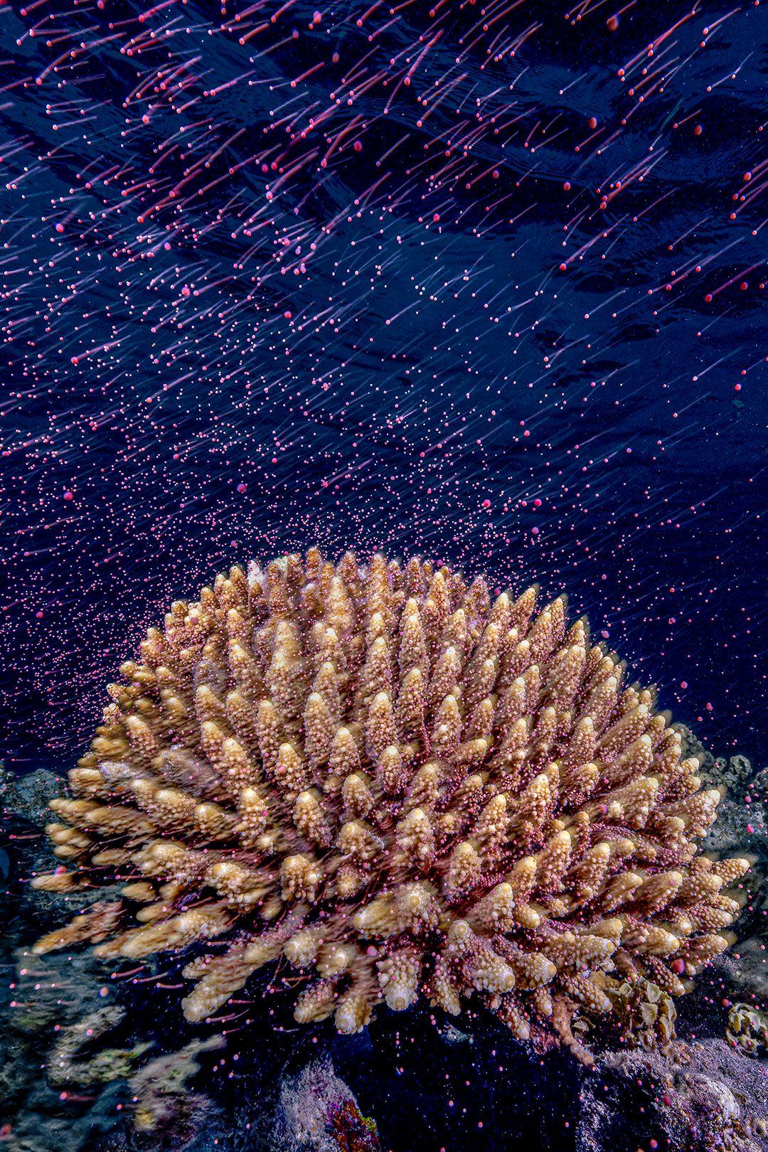 Coral spawning in the northern Red Sea