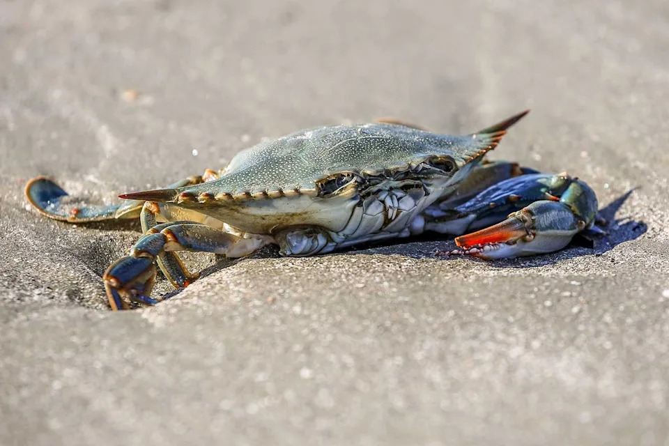 Blue crab. Getty