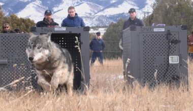CPW provides cause-of-death info related to wolf that died during 'capture and collar' operation
