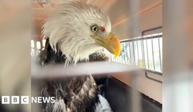 Moment officers rescue injured bald eagle from icy Hudson River