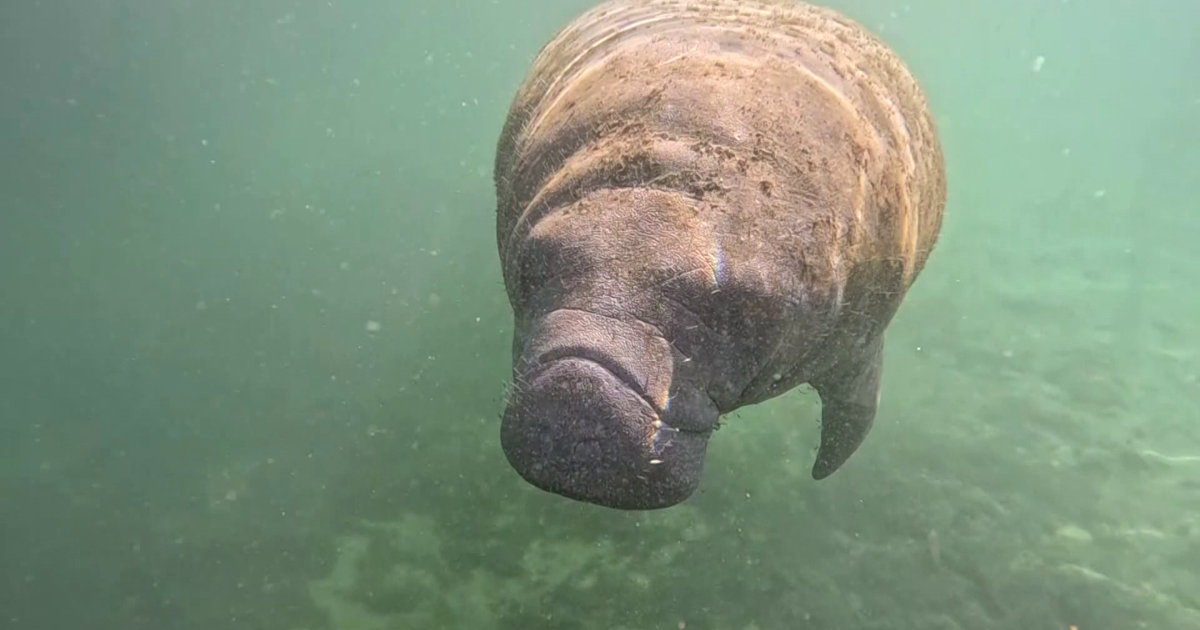Non-profit: as many as 30 manatees dead; protocols questioned | Lee County
