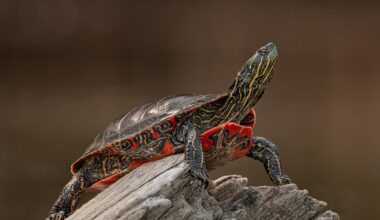 The western painted turtle is one cool reptile, especially in winter