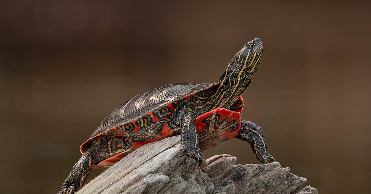 The western painted turtle is one cool reptile, especially in winter