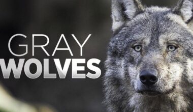 Sierra Valley wolves are back, efforts to not have a repeat of last year | Local News