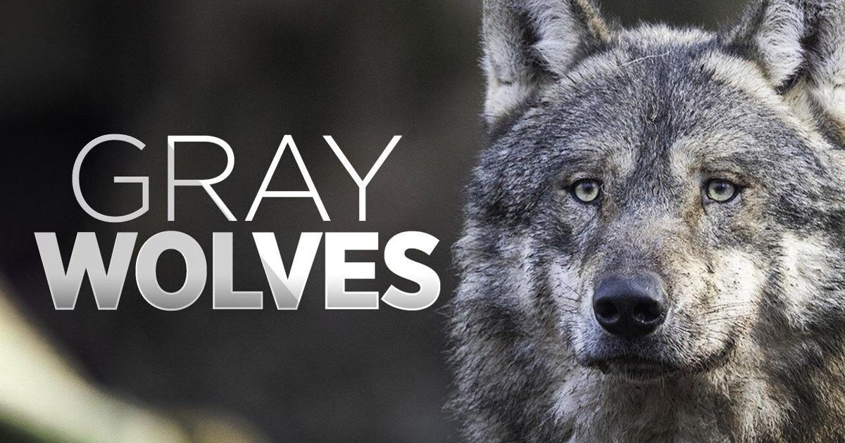 Sierra Valley wolves are back, efforts to not have a repeat of last year | Local News