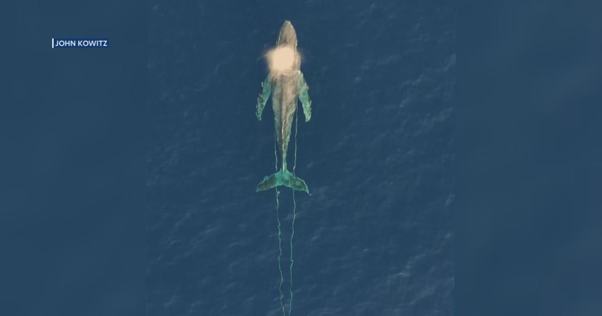 Whale freed after rescue effort off the Big Island | News