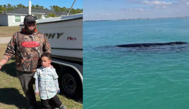 Critically endangered whales spotted off Boca Grande | Charlotte County