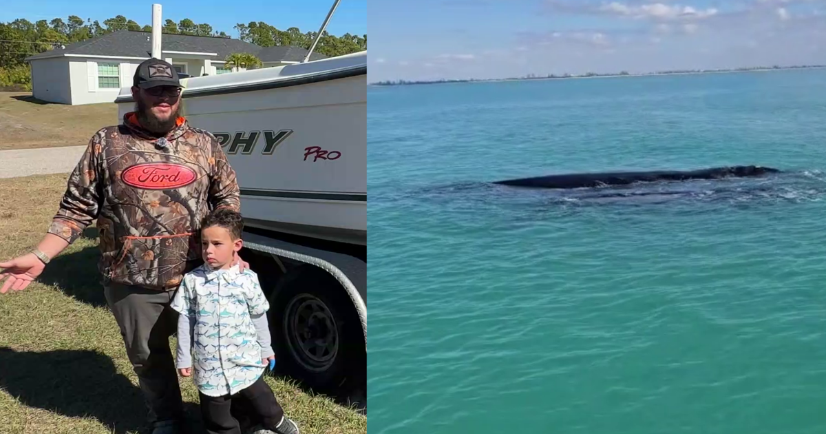 Critically endangered whales spotted off Boca Grande | Charlotte County