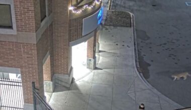 Mountain lion sighting on Lewis-Clark College campus in Lewiston | Idaho