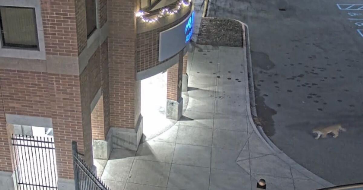Mountain lion sighting on Lewis-Clark College campus in Lewiston | Idaho