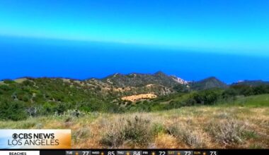 California officials approve plan to shoot mule deer on Catalina Island to restore native habitat | National and World News