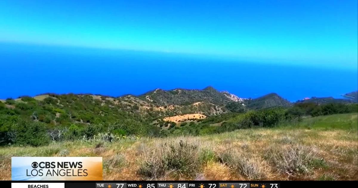 California officials approve plan to shoot mule deer on Catalina Island to restore native habitat | National and World News