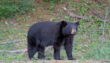 Black bears would gain state protection, furbearer season under House bill | Local News