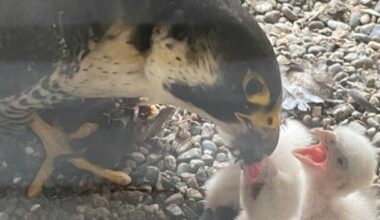 Iowa's peregrine falcons thriving | News