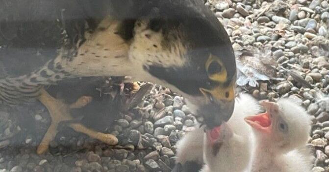 Iowa's peregrine falcons thriving | News