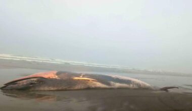 Dead fin whale discovered on Oregon beach near Warrenton | Oregon / Northwest