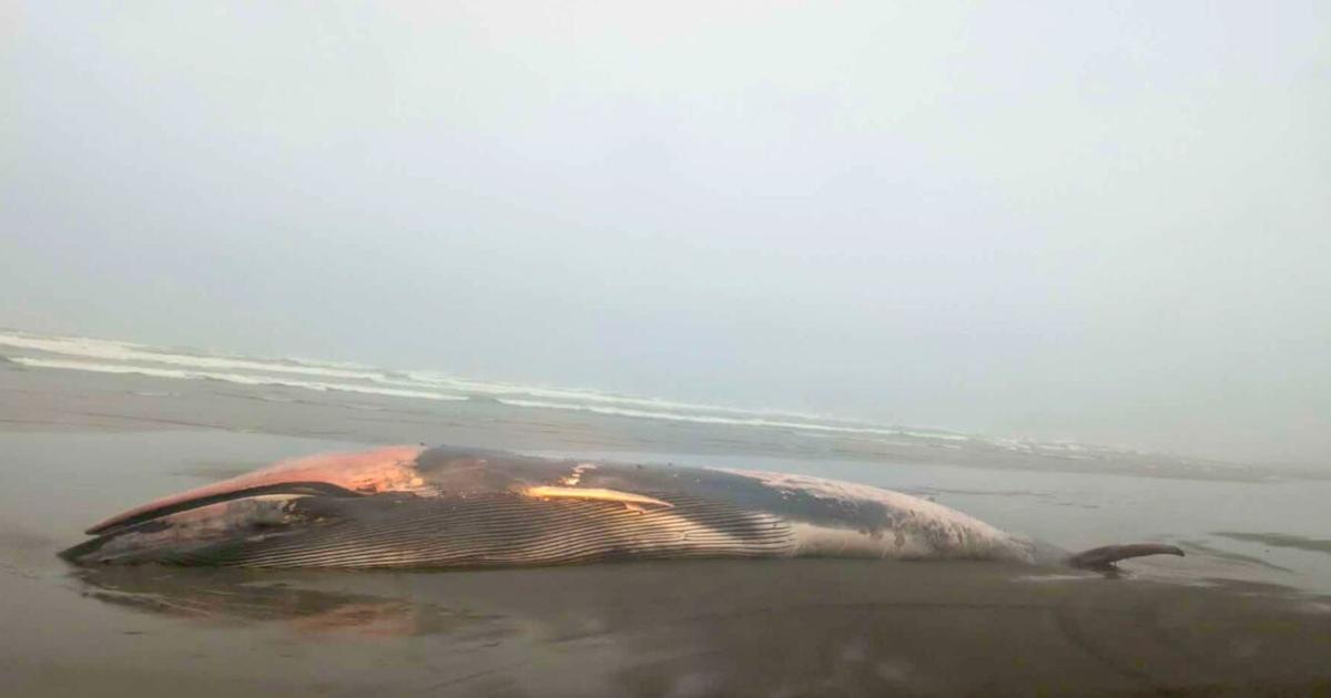 Dead fin whale discovered on Oregon beach near Warrenton | Oregon / Northwest
