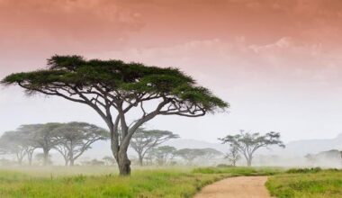 Owner rounds up pet zebra after a brief escape in south Reno | Local News