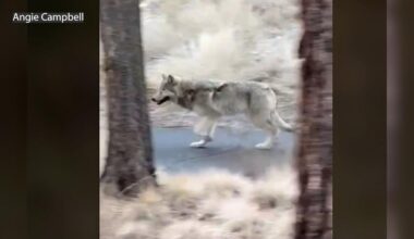 Multiple wolf encounters in southern Deschutes County caught on video | La Pine / Sunriver News