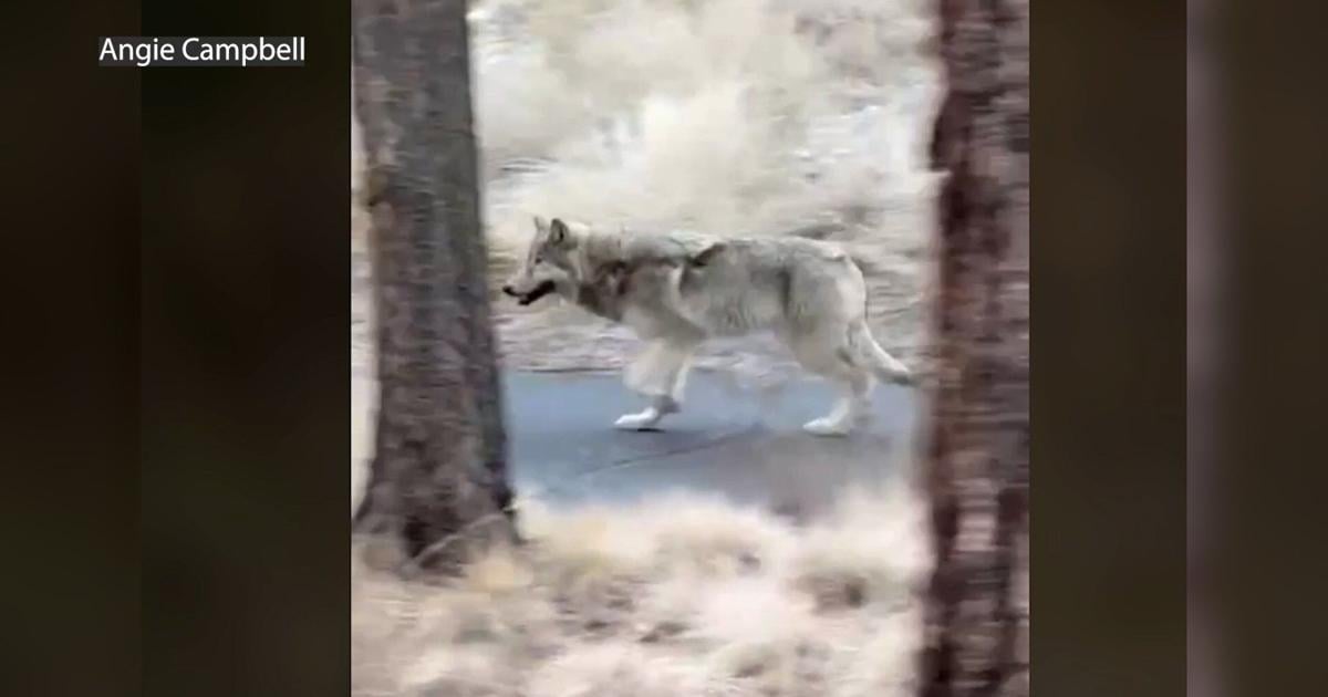 Multiple wolf encounters in southern Deschutes County caught on video | La Pine / Sunriver News