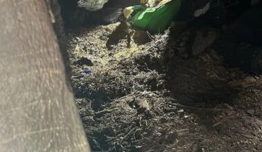 How Washington wildlife officials moved a black bear they found under an abandoned house