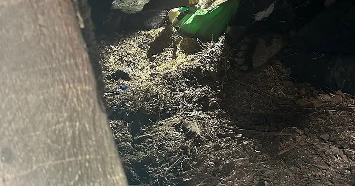 How Washington wildlife officials moved a black bear they found under an abandoned house