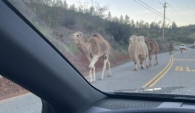 Escaped camels cause traffic surprise on Highway 70 in Butte County | News