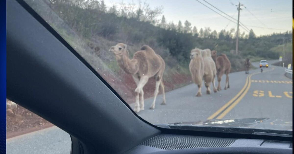 Escaped camels cause traffic surprise on Highway 70 in Butte County | News