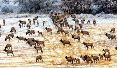 Amid habitat loss, wildlife are ‘adapting to what we have left’ | News
