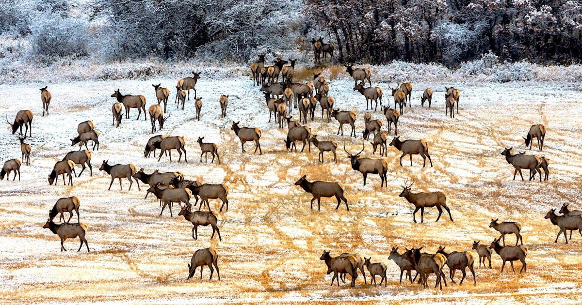Amid habitat loss, wildlife are ‘adapting to what we have left’ | News