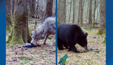 Trail cam shows bear ignores fish left by wolf in forest | Pets, Animals and Nature