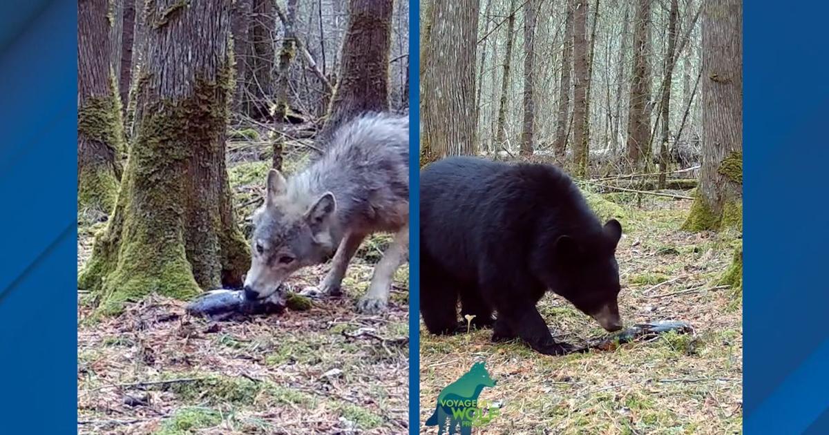 Trail cam shows bear ignores fish left by wolf in forest | Pets, Animals and Nature
