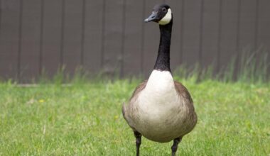 Indiana wildlife officials say prevention key as Canada goose nesting season begins | Local News