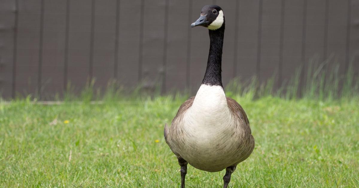 Indiana wildlife officials say prevention key as Canada goose nesting season begins | Local News