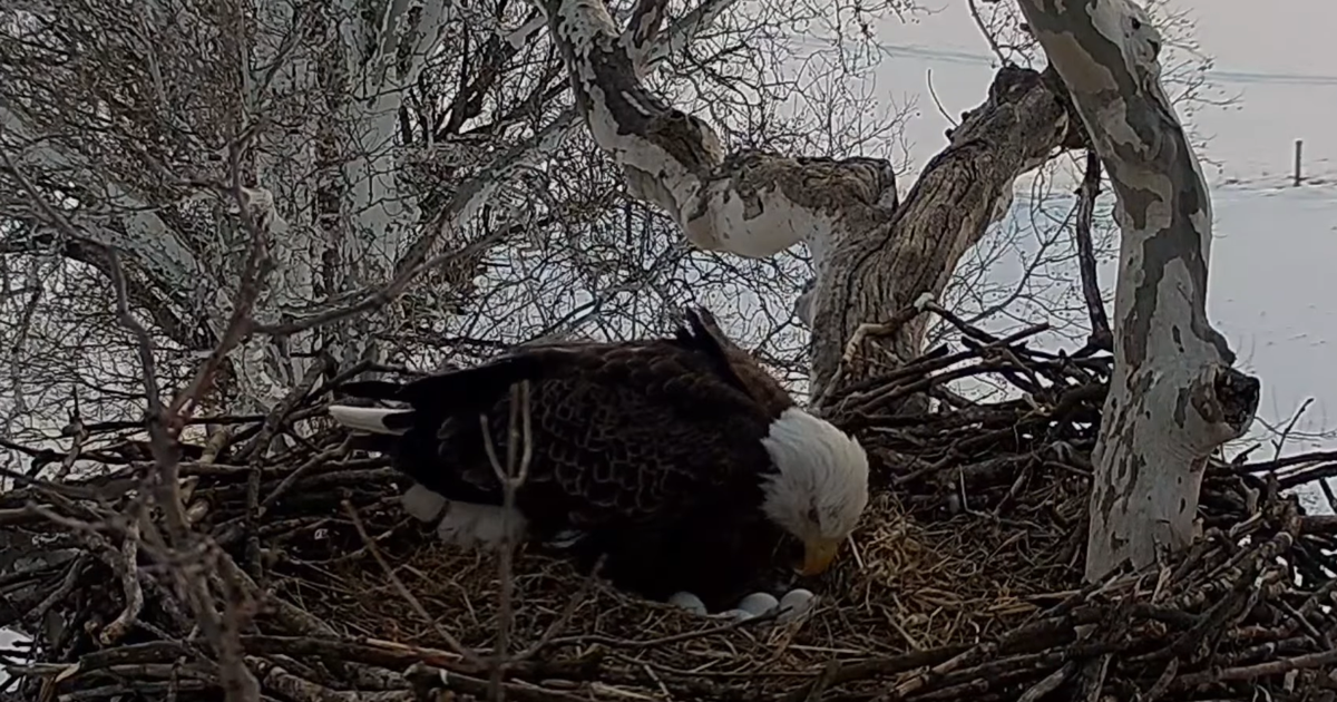 Pennsylvania's live bald eagle nest has 4 eggs; Here's how to watch | Local News
