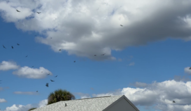 Hundreds of vultures swarm South Port Charlotte neighborhood as dead fish surface in canal | Charlotte County