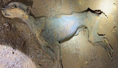 Scientists extracted DNA from mummified cheetah remains and made a surprising discovery | International News