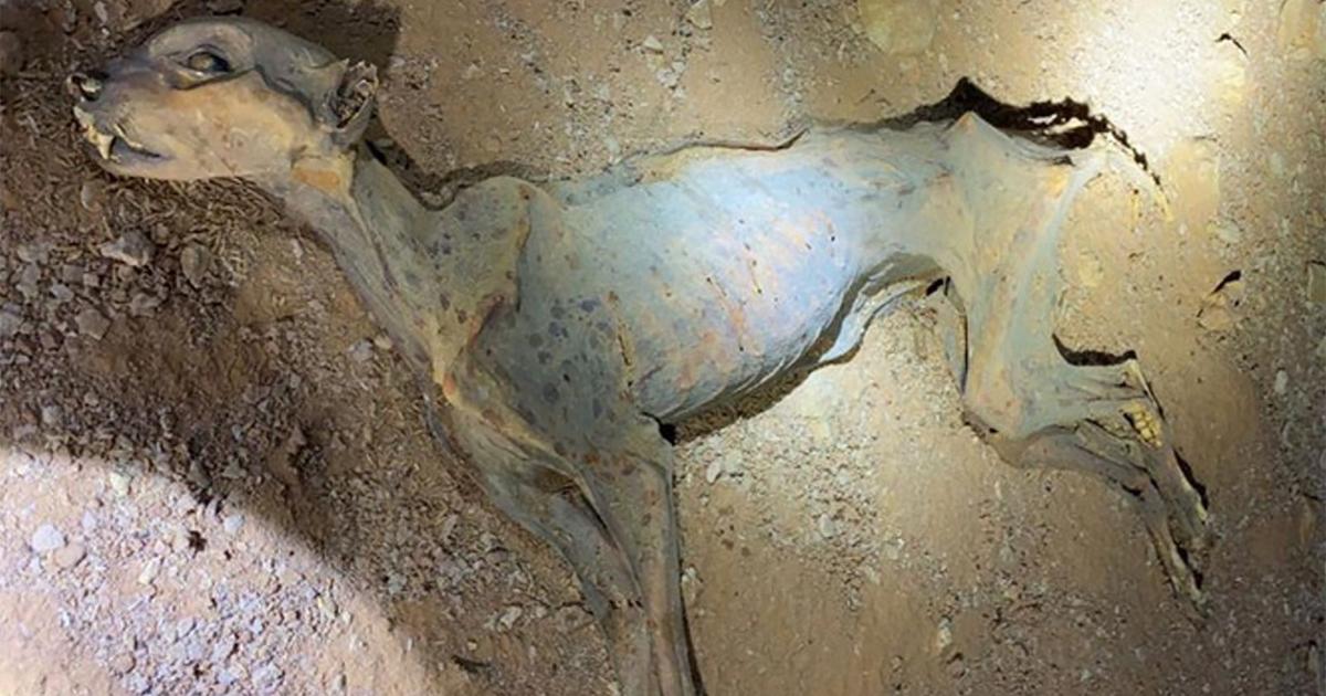 Scientists extracted DNA from mummified cheetah remains and made a surprising discovery | International News